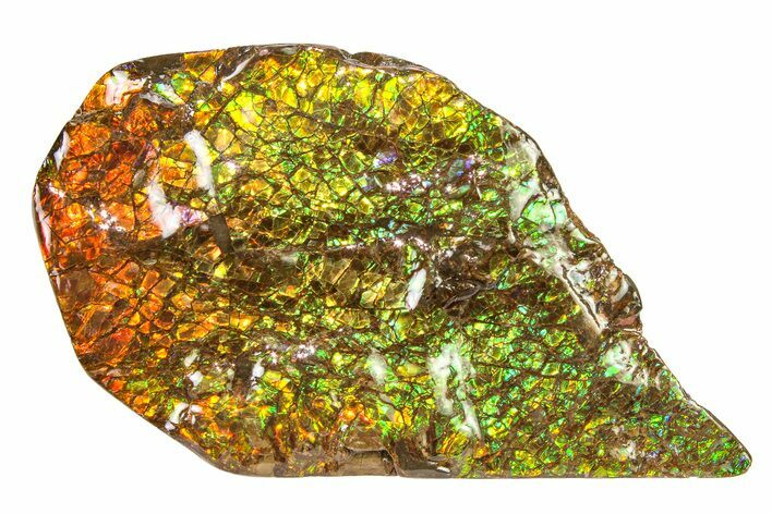 Flashy Ammolite (Fossil Ammonite Shell) - Greens & Oranges #336337